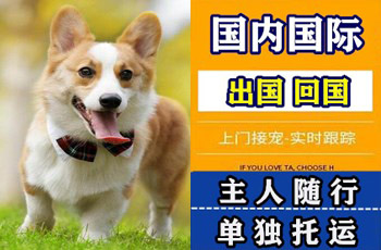 鹰潭市宠物托运公司鹰潭市宠物托运公司鹰潭市宠物托运公司