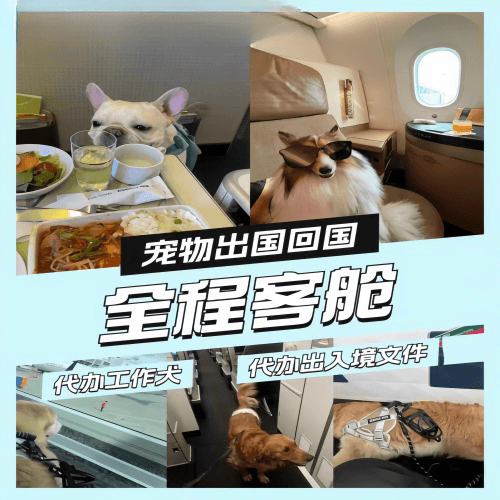 鹰潭市宠物托运到白俄罗斯宠物入境规定和要求